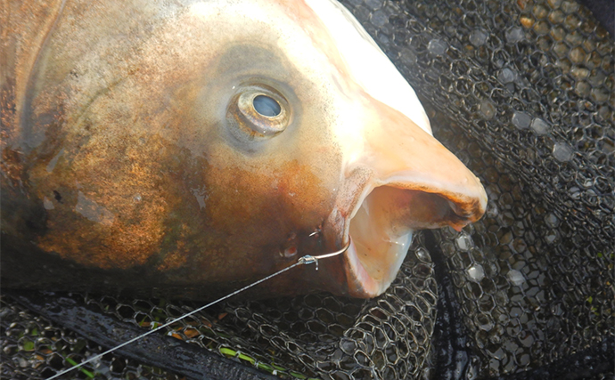 河川のウキ釣りで10kg超えハクレン2尾キャッチ【埼玉・荒川温排水エリア】ゲストにヘラブナも連打