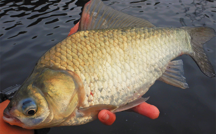 河川のウキ釣りで10kg超えハクレン2尾キャッチ【埼玉・荒川温排水エリア】ゲストにヘラブナも連打