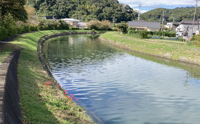 大賀茂川での「ハゼスプーン」釣りで20cm超含み良型マハゼ連打【静岡・下田】