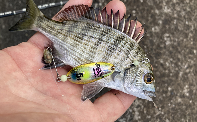 大賀茂川での「ハゼスプーン」釣りで20cm超含み良型マハゼ連打【静岡・下田】