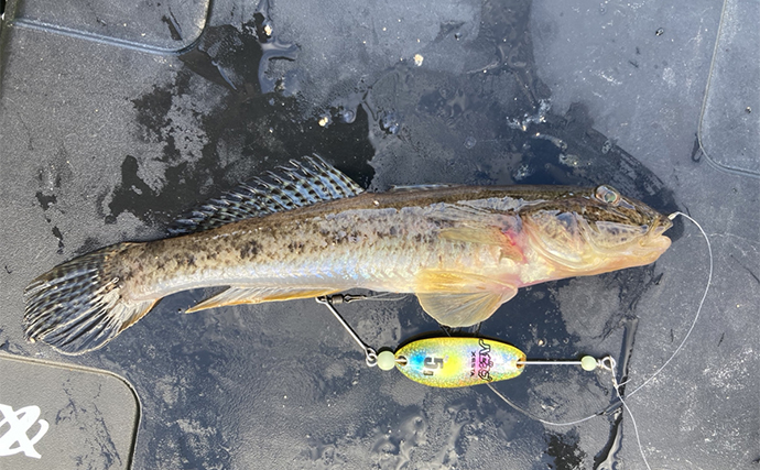 大賀茂川での「ハゼスプーン」釣りで20cm超含み良型マハゼ連打【静岡・下田】