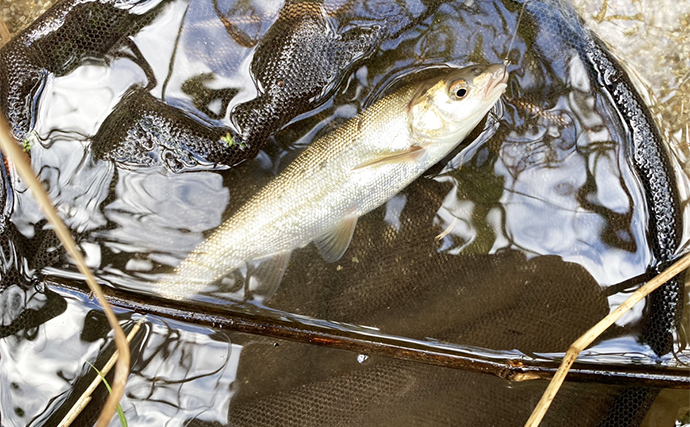 禁漁直前の南会津渓流釣行でウグイやヤマメに加えて天然イワナをキャッチ【福島】