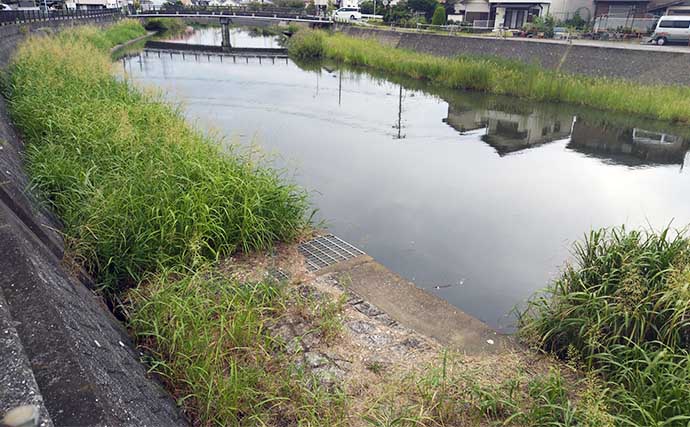 住宅地の小河川で60cm級シーバスが4連発！【千葉】2時間のルアー釣行でキャッチ