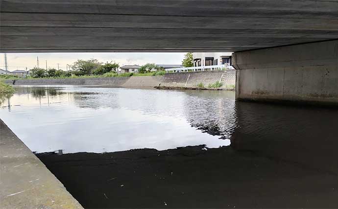 住宅地の小河川で60cm級シーバスが4連発！【千葉】2時間のルアー釣行でキャッチ