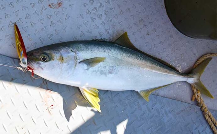 鷹巣沖の青物ジギングが開幕【福井・鷹王丸】ヒラマサにハマチが好ヒット