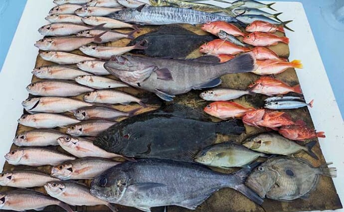 志摩沖のタテ釣りでヒラメにマハタ手中【三重】スローなフォールでベイトを付ける