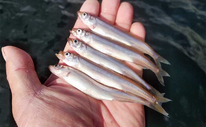 芦ノ湖ワカサギ釣り入門解説【釣り方・タックル・エサ】美味で知られるワカサギを釣って食べよう