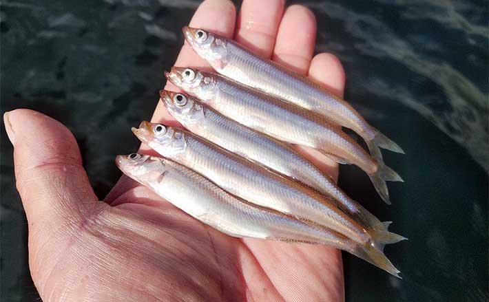 芦ノ湖ワカサギ釣り入門解説【釣り方・タックル・エサ】美味で知られるワカサギを釣って食べよう | TSURINEWS
