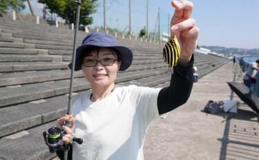 東伊豆エリアの堤防でカゴカキダイ・シマダイ・チョウチョウウオなど多彩魚種と対面