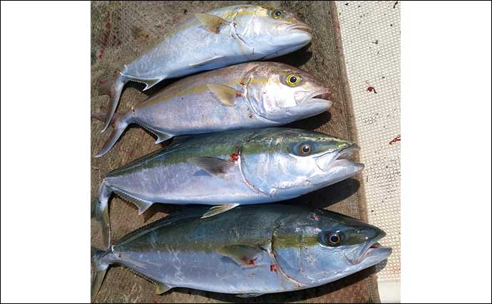 【沖釣り釣果速報】平戸沖でのルアーキャスティングでヒラマサ好捕！（長崎・佐賀）