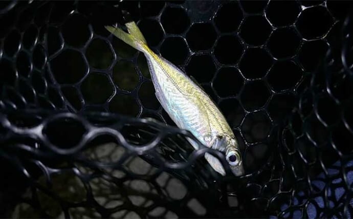 大阪湾での陸っぱりアジング釣行で豆々アジと対面　中アジはバラすも存在は確認