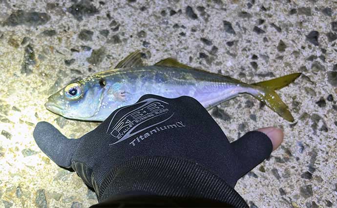 大阪湾での陸っぱりアジング釣行で豆々アジと対面　中アジはバラすも存在は確認