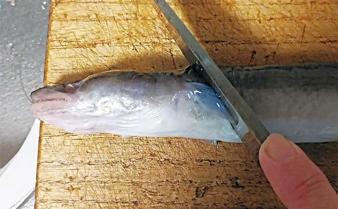 釣魚で作る「ゲスト魚」レシピ：クロアナゴの酢みそ　骨切りがポイント