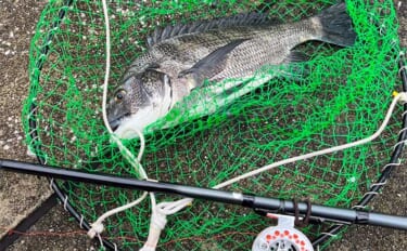 初の東京湾ヘチ（落とし込み）釣りでクロダイ4枚【潮見運動公園】1投目からアタリ到来！