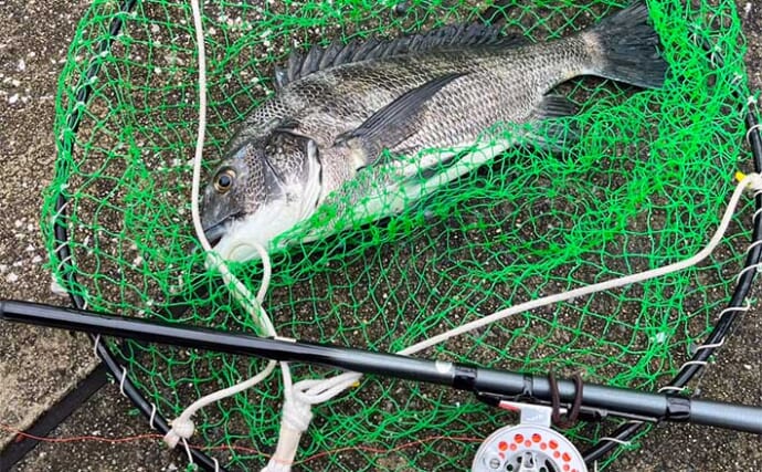 初の東京湾ヘチ（落とし込み）釣りでクロダイ4枚【潮見運動公園】1投目からアタリ到来！