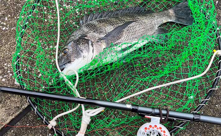 初の東京湾ヘチ（落とし込み）釣りでクロダイ4枚【潮見運動公園】1投目からアタリ到来！ | TSURINEWS