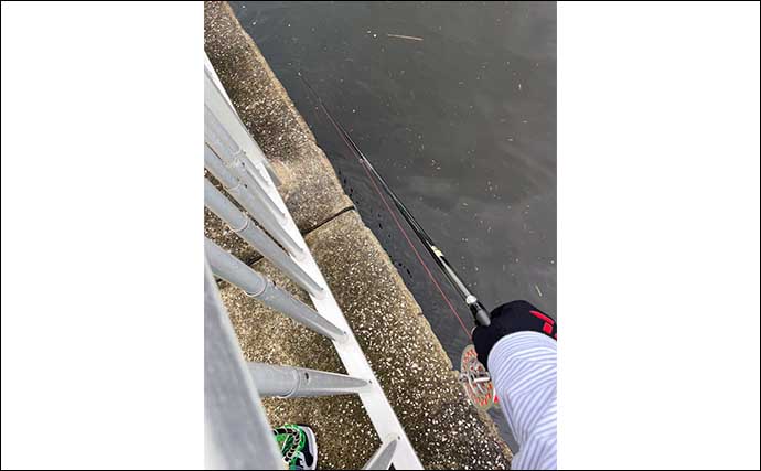 初の東京湾ヘチ（落とし込み）釣りでクロダイ4枚【潮見運動公園】1投目からアタリ到来！