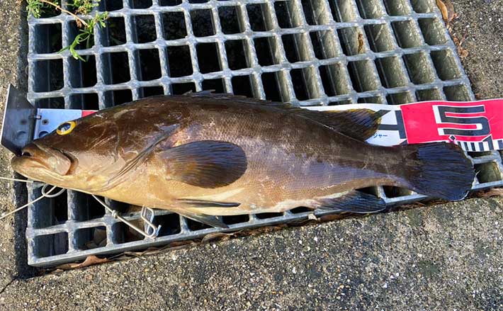 磯に通うこと足掛け2年！」初のアラ（クエ）をキャッチ【山口】48cm2kg