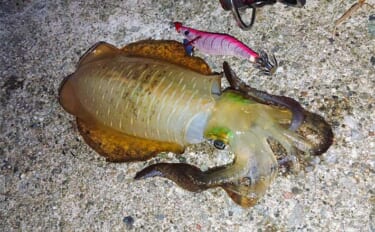 電車と船でラクラク離島エギング釣行のススメ【三重・鳥羽】堤防でアオリイカが連発