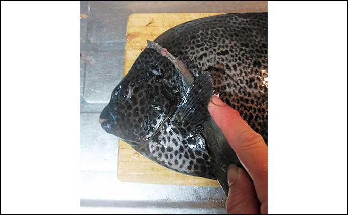 釣った魚で作る「病みつき」レシピ：熟成イシダイ　コツは厚めに切ること