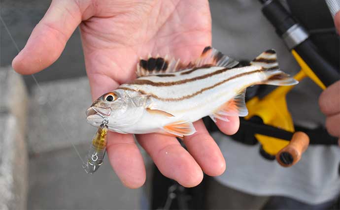 南伊勢エリアの陸っぱりライトルアー釣行で15魚種をキャッチ！【三重】