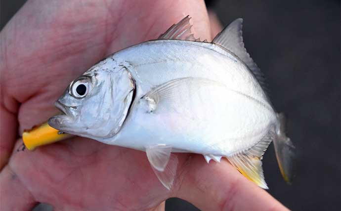 南伊勢エリアの陸っぱりライトルアー釣行で15魚種をキャッチ！【三重】