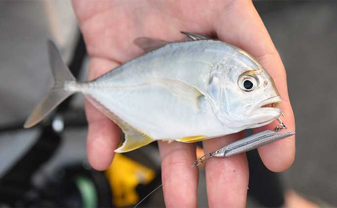 南伊勢エリアの陸っぱりライトルアー釣行で15魚種をキャッチ！【三重】