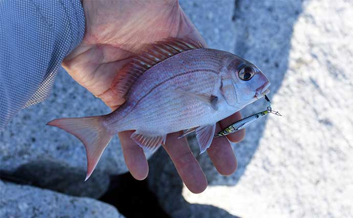 南伊勢エリアの陸っぱりライトルアー釣行で15魚種をキャッチ！【三重】