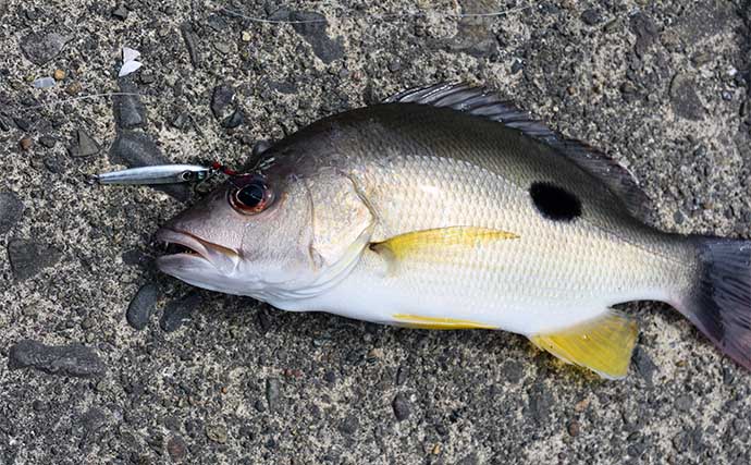 南伊勢エリアの陸っぱりライトルアー釣行で15魚種をキャッチ！【三重】