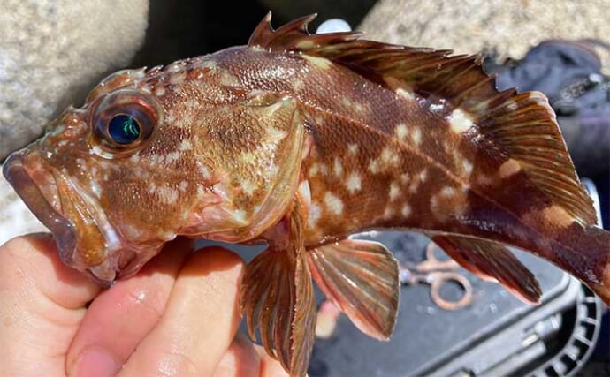 堤防穴釣りで20cm超えカサゴ16匹手中【三重・鈴鹿】サバの切り身エサに好反応