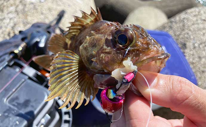 堤防穴釣りで20cm超えカサゴ16匹手中【三重・鈴鹿】サバの切り身エサに好反応