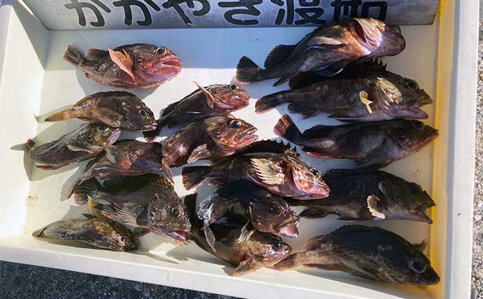 堤防穴釣りで20cm超えカサゴ16匹手中【三重・鈴鹿】サバの切り身エサに好反応