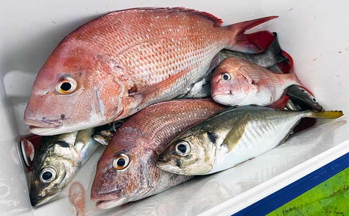 真鯛様 真鯛様 真鯛様 黒鯛師 THEヘチ Selection ZX | 黒鯛工房