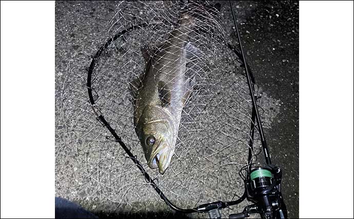 陸っぱりライトルアー五目釣りに「アジングロッド」のススメ　流用可能な釣り物とは？