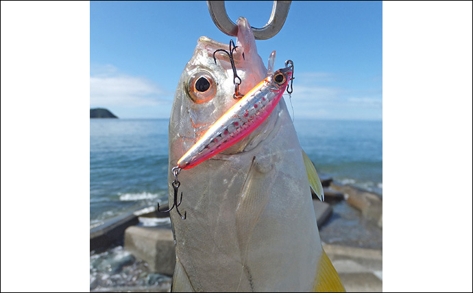 大浜海岸のメッキ狙いライトルアー釣行でギンガメアジ連発【静岡】サイズは18cm前後