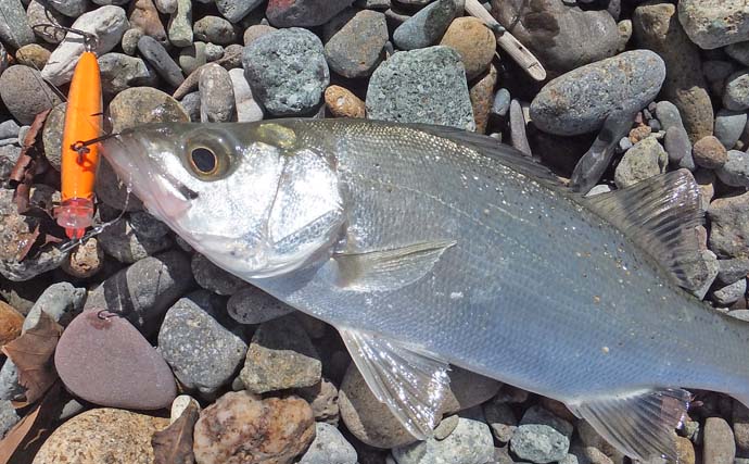 大浜海岸のメッキ狙いライトルアー釣行でギンガメアジ連発【静岡】サイズは18cm前後