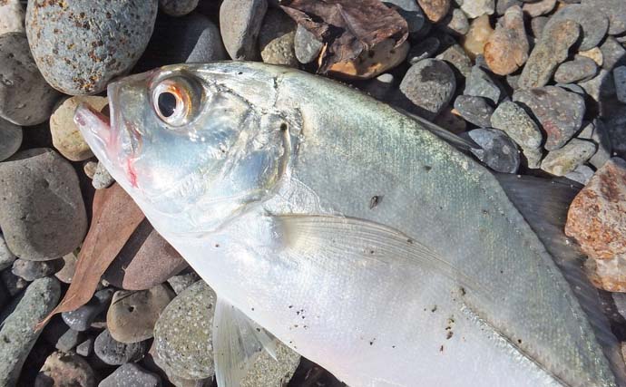 大浜海岸のメッキ狙いライトルアー釣行でギンガメアジ連発【静岡】サイズは18cm前後