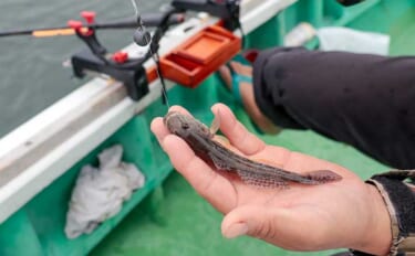 東京湾の船ハゼ釣りでトップ152尾手中【深川冨士見】日によっては200…