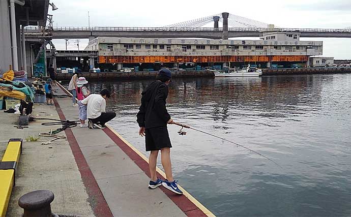 早川港でのサビキ釣りでトウゴロウイワシ41尾【神奈川・小田原】刺身と唐揚げに舌鼓