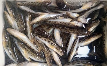 境川でのハゼ釣りでマハぜ78尾キャッチ【千葉】2時間の釣行で連続ヒット…