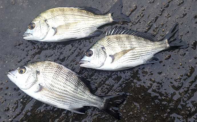 境川でのハゼ釣りでマハぜ78尾キャッチ【千葉】2時間の釣行で連続ヒットを満喫