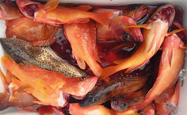 沖磯でのロックフィッシュゲームで37cm筆頭にアカハタがフィーバー