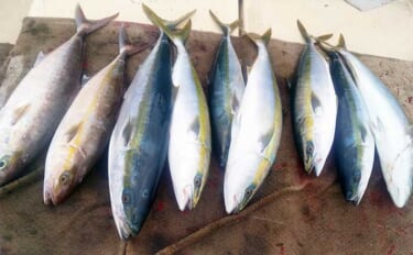 【船釣り釣果速報】早福沖の落とし込み釣りで良型ブリにカンパチ！（長崎・…