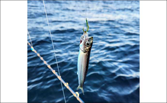 船での「落とし込み釣り」で7.2kg96cmヒラマサが堂々浮上！【佐賀・海香丸】