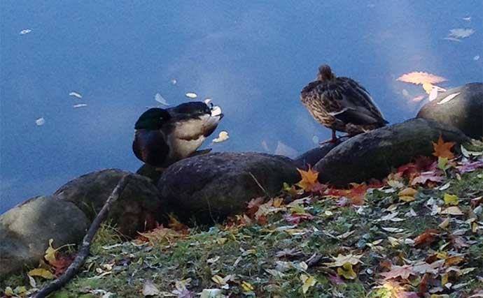 陸っぱりの釣りにおける【海鳥とサカナの関係】 釣りやすいタイミングとは？