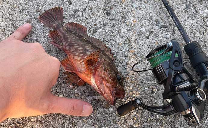 陸っぱりの釣りにおける【海鳥とサカナの関係】 釣りやすいタイミングとは？