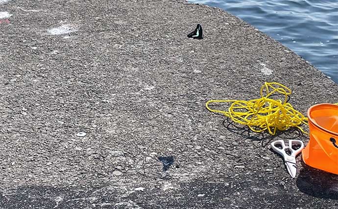 陸っぱりの釣りにおける【海鳥とサカナの関係】 釣りやすいタイミングとは？