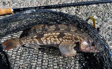 「秋の根魚釣りシーズン到来！」北海道噴火湾でのルアー釣行でアイナメ10尾キャッチ