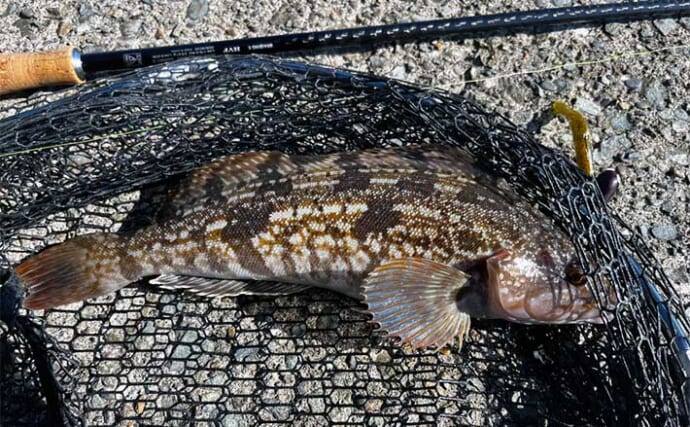 「秋の根魚釣りシーズン到来！」北海道噴火湾でのルアー釣行でアイナメ10尾キャッチ