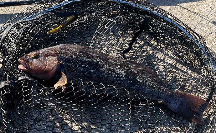 「秋の根魚釣りシーズン到来！」北海道噴火湾でのルアー釣行でアイナメ10尾キャッチ